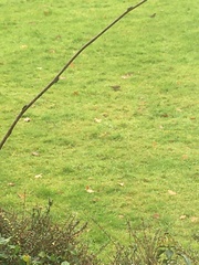 Turdus pilaris
