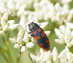 Castiarina hilaris