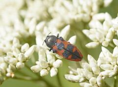Castiarina hilaris