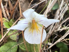 Viola filicaulis