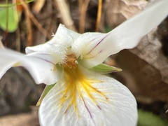 Viola filicaulis