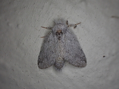 Desmeocraera basalis