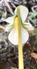 Viola filicaulis