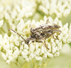 Pempsamacra dispersa