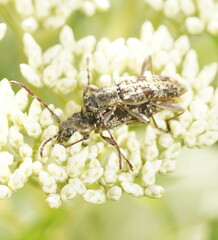 Pempsamacra dispersa