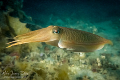 Sepia plangon