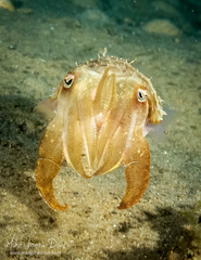 Sepia plangon