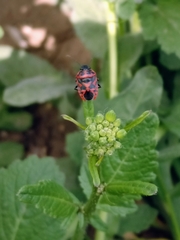 Eurydema