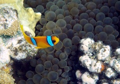 Amphiprion bicinctus