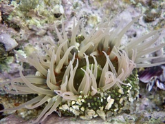 Anthopleura fuscoviridis
