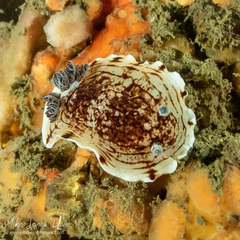 Aphelodoris varia