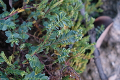 Euphorbia mesembryanthemifolia