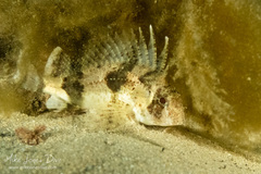 Centropogon australis