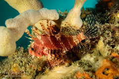 Dendrochirus brachypterus