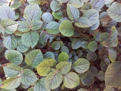 Plectranthus ciliatus