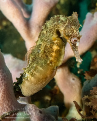 Hippocampus whitei