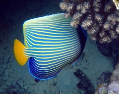 Pomacanthus imperator