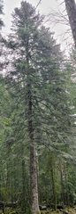 Abies alba