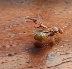 Oecophylla longinoda