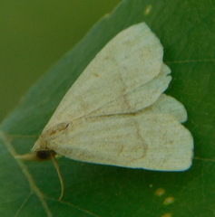 Paracolax tristalis