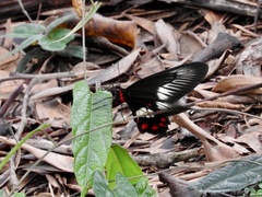 Pachliopta polydorus