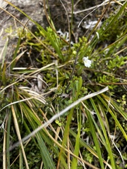 Euphrasia cuneata