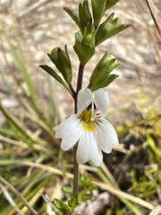 Euphrasia cuneata
