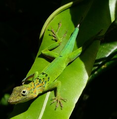 Anolis marmoratus