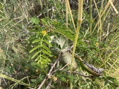 Vachellia farnesiana image