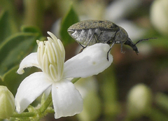 Mycterus curculioides