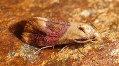 Diceratura ostrinana
