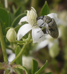 Mycterus curculioides