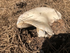 Amanita proxima