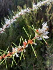 Hakea