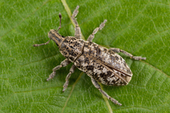 Cyphocleonus dealbatus