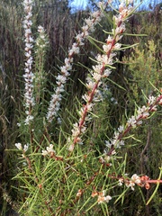 Hakea