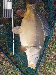 Cyprinus carpio carpio