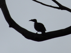 Philemon corniculatus