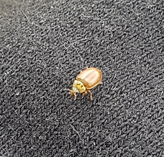 Aphidecta obliterata