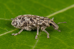 Cyphocleonus dealbatus
