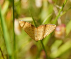 Chrysolarentia correlata