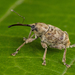 Curculio venosus - Photo (c) Nikolai Vladimirov, some rights reserved (CC BY-NC), uploaded by Nikolai Vladimirov