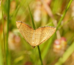 Chrysolarentia correlata