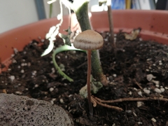 Panaeolus papilionaceus