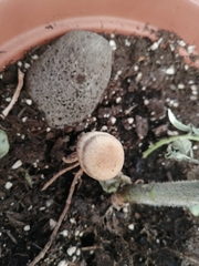 Panaeolus papilionaceus