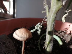Panaeolus papilionaceus