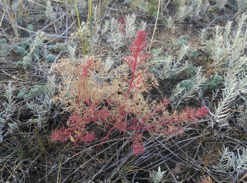 Dysphania aristata iNat (3)