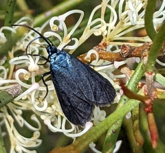 Pollanisus viridipulverulenta
