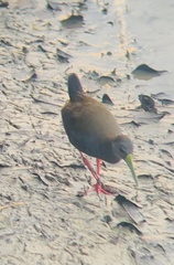 Pardirallus nigricans