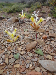 Lachenalia trichophylla